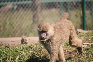 Baboon
