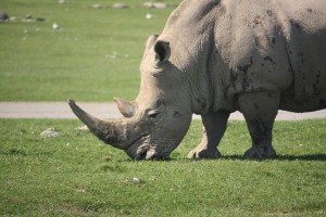 Lonely male rhino