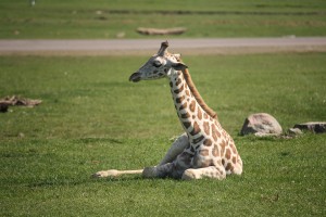 Baby giraffe