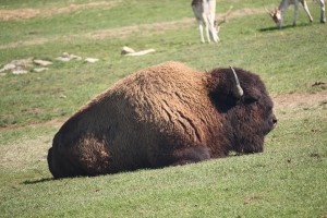 Bison - look at his expression